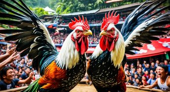 Situs Taruhan Judi Sabung Ayam Terpercaya Indonesia